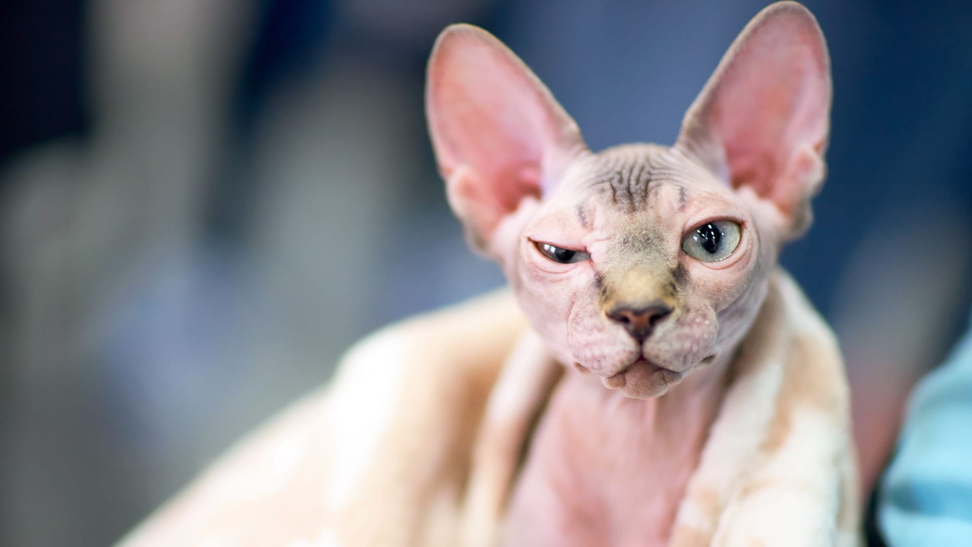 Sphynx-Katzen: Die Nacktkatzen gelten oft als Qualzucht – nämlich dann, wenn ihnen aufgrund eines Gendefekts die Schnurrhaare fehlen.