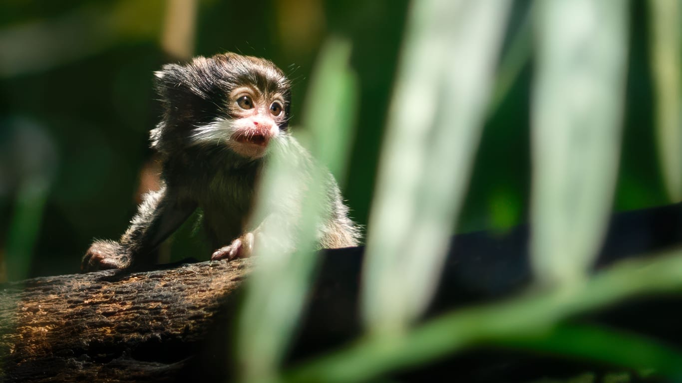 Kaiserschnurrbarttamarin: Hätten Sie gewusst, was aus diesem Tierbaby wird, wenn es groß ist?