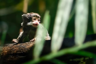 Kaiserschnurrbarttamarin: Hätten Sie gewusst, was aus diesem Tierbaby wird, wenn es groß ist?