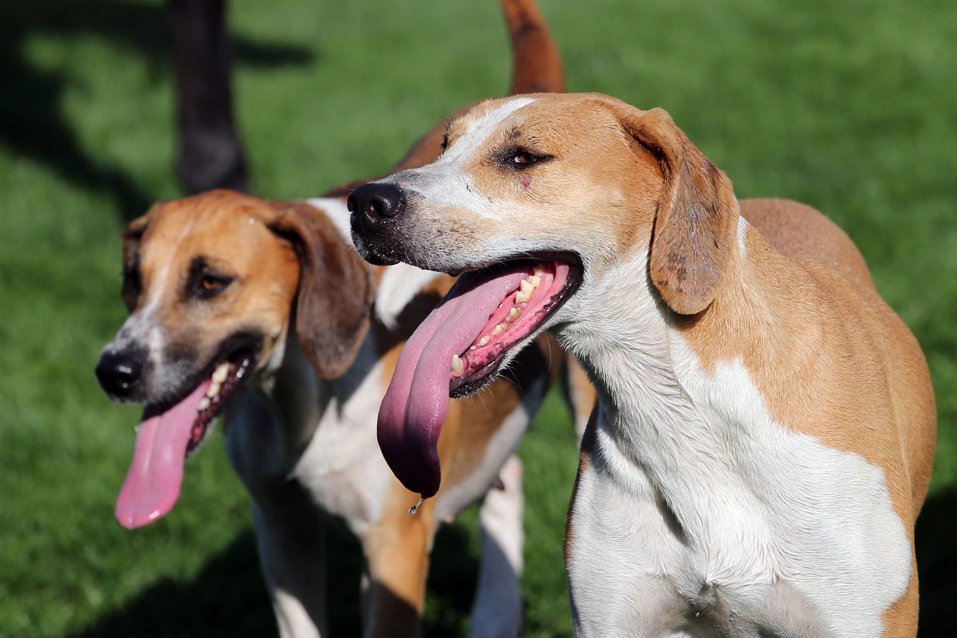 Zwei Beagles hecheln (Symbolbild): In der gesamten Region Hannover leben rund 45.000 Hunde.