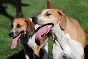 Zwei Beagles hecheln (Symbolbild): In der gesamten Region Hannover leben rund 45.000 Hunde.