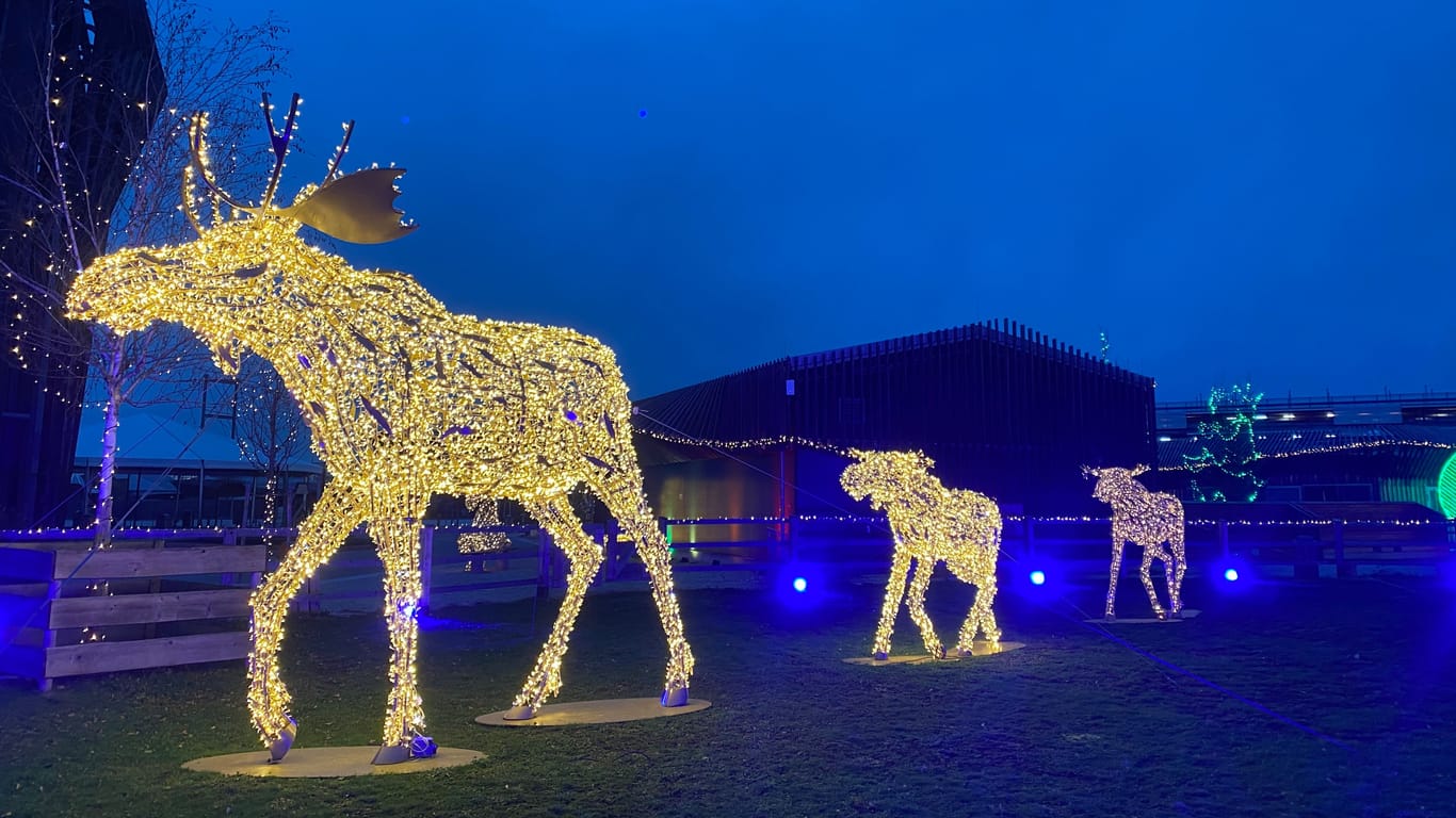 Eine Elchmutter und ihre beiden Kinder leuchten den Weg durch de Lichterpark.