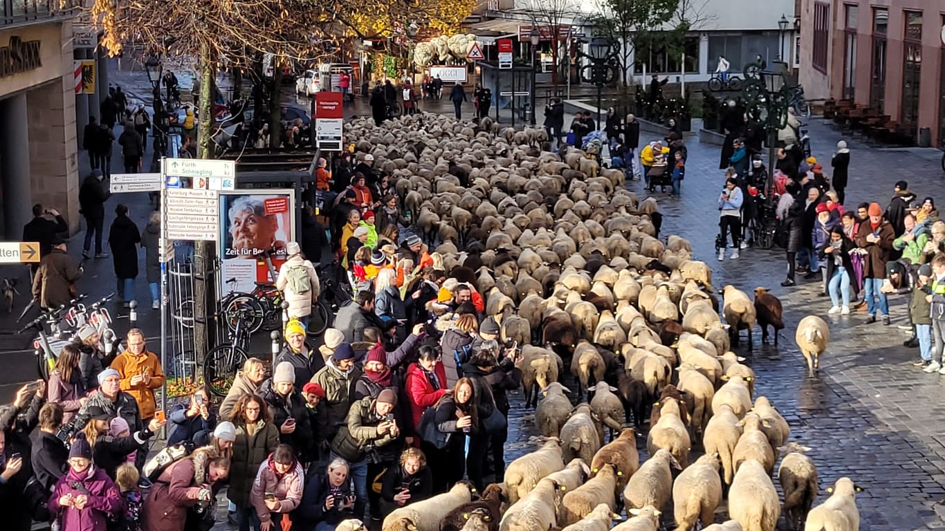 Schafzug in Nürnberg im November 2023