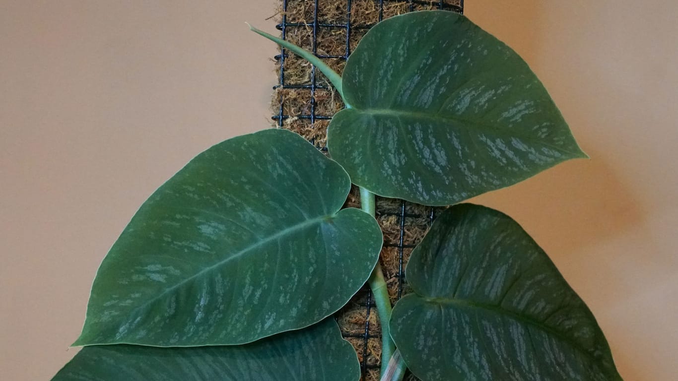 Die Monstera Dubia: Sie gilt als eine seltene Monstera-Art.