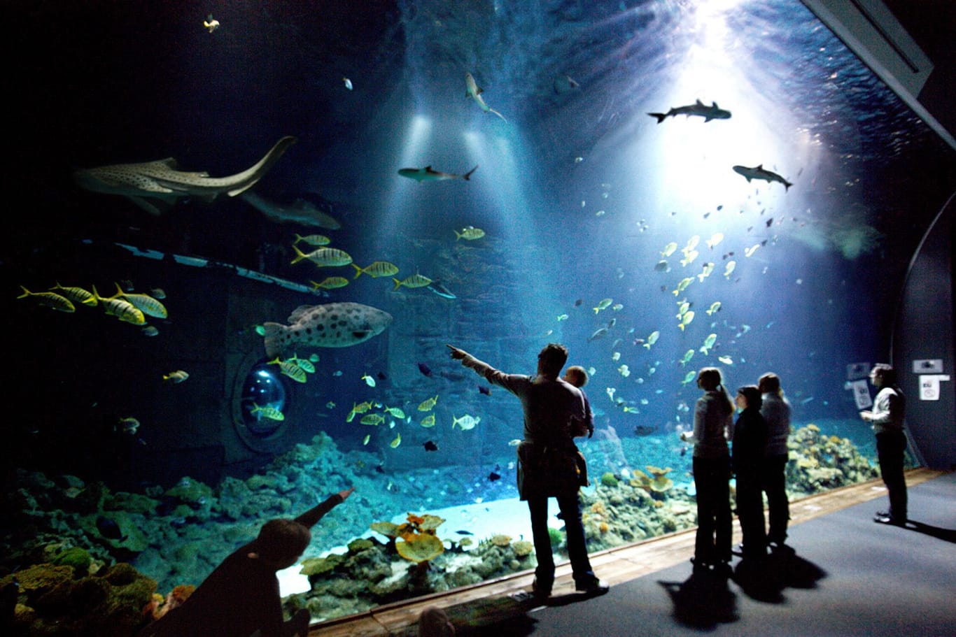 Das große Hai-Atoll im Tropen-Aquarium Hagenbeck: Von hier haben Besucher einen Panoramablick auf die Meeresbewohner.