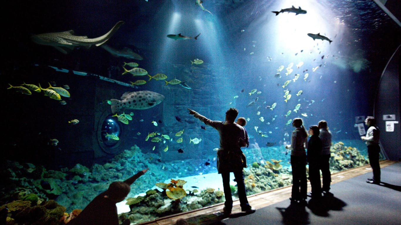 Das große Hai-Atoll im Tropen-Aquarium Hagenbeck: Von hier haben Besucher einen Panoramablick auf die Meeresbewohner.