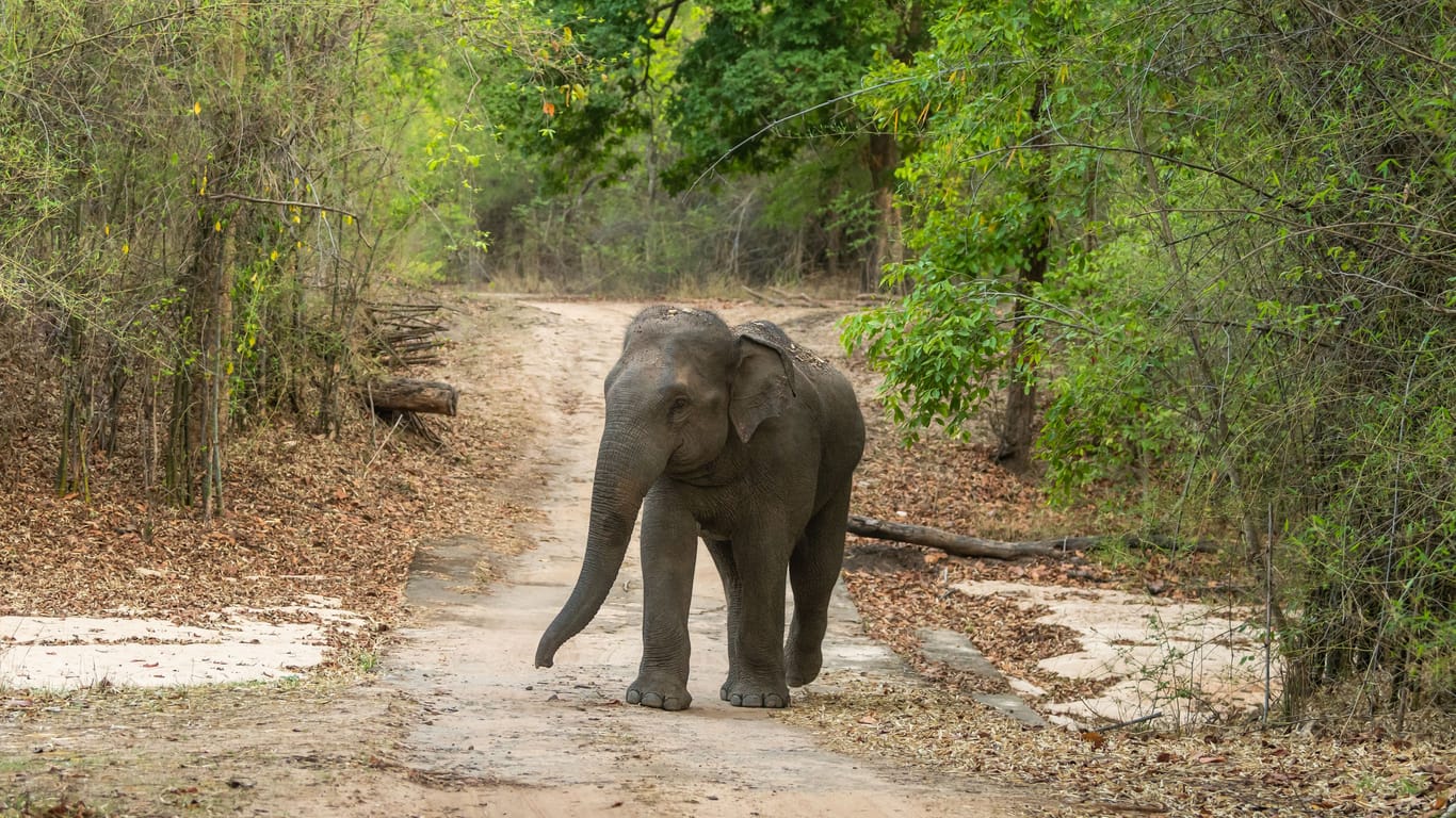 wild aggressive asian elephant or Elephas maximus indicus roadblock walking head on in summer season and natural green scenic background safari at bandhavgarh national park forest madhya pradesh india