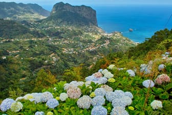 Wilde Westküste: Madeira wird auch die "Blumeninsel" genannt. Die größte Blütenpracht entfaltet sich im Frühling und im Herbst.