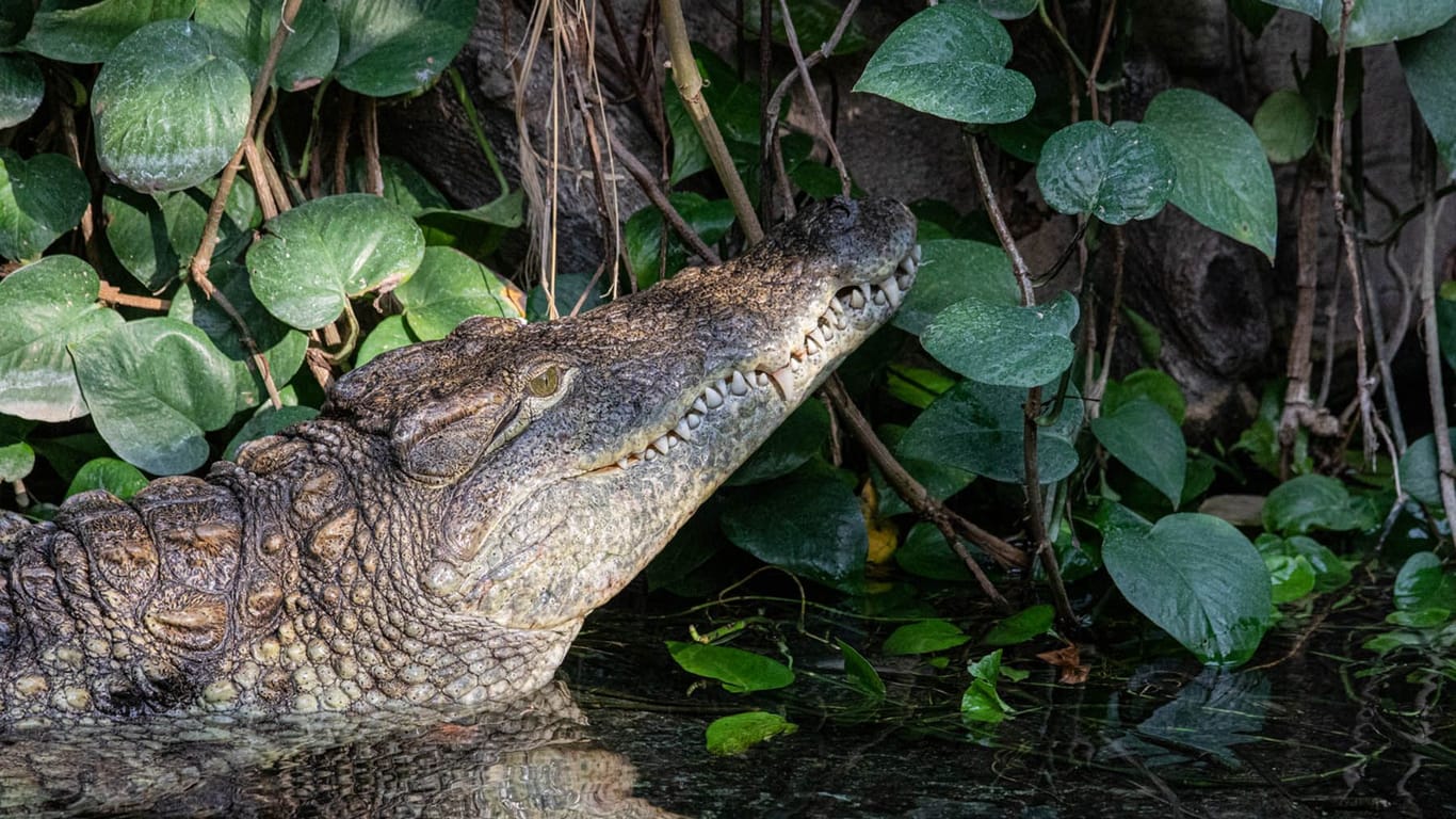 Das Nilkrokodil Kroko: Mit seinen Artgenossen lebt er auf 350 Quadratmetern.