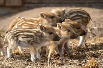 Frischlinge im Wildgehege Klövensteen: Das beliebte Ausflugsziel muss drei Tage schließen.