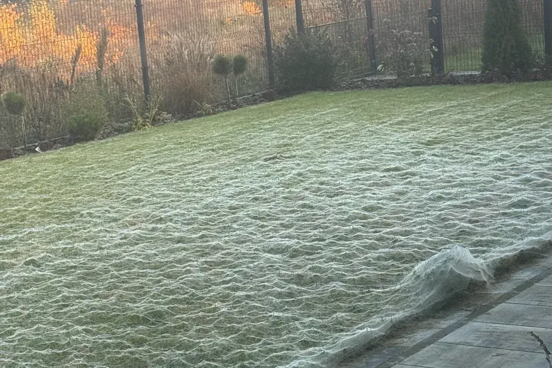 Ein Garten voller Spinnweben: Dieses Bild bot sich einem jungen Polen als er Morgens aus dem Fenster blickte.