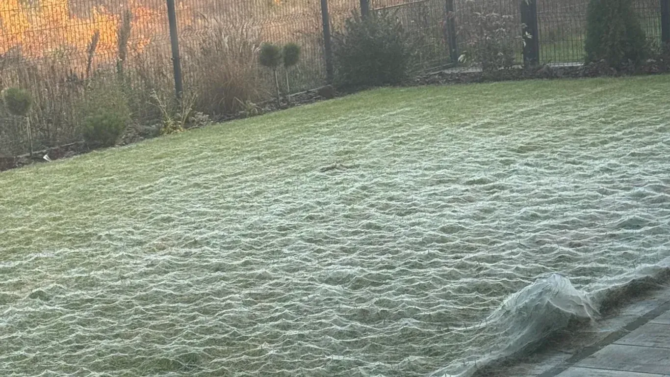 Ein Garten voller Spinnweben: Dieses Bild bot sich einem jungen Polen als er Morgens aus dem Fenster blickte.