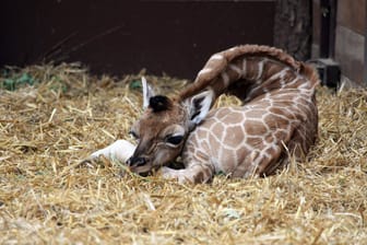 Entspannt: Eine junge Giraffe hat sich zum Schlafen auf den Boden gelegt. Ihre Haltung erinnert eher an einen Schwan als ein Huftier.