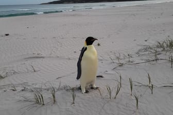 Kaiserpinguin strandet in Australien