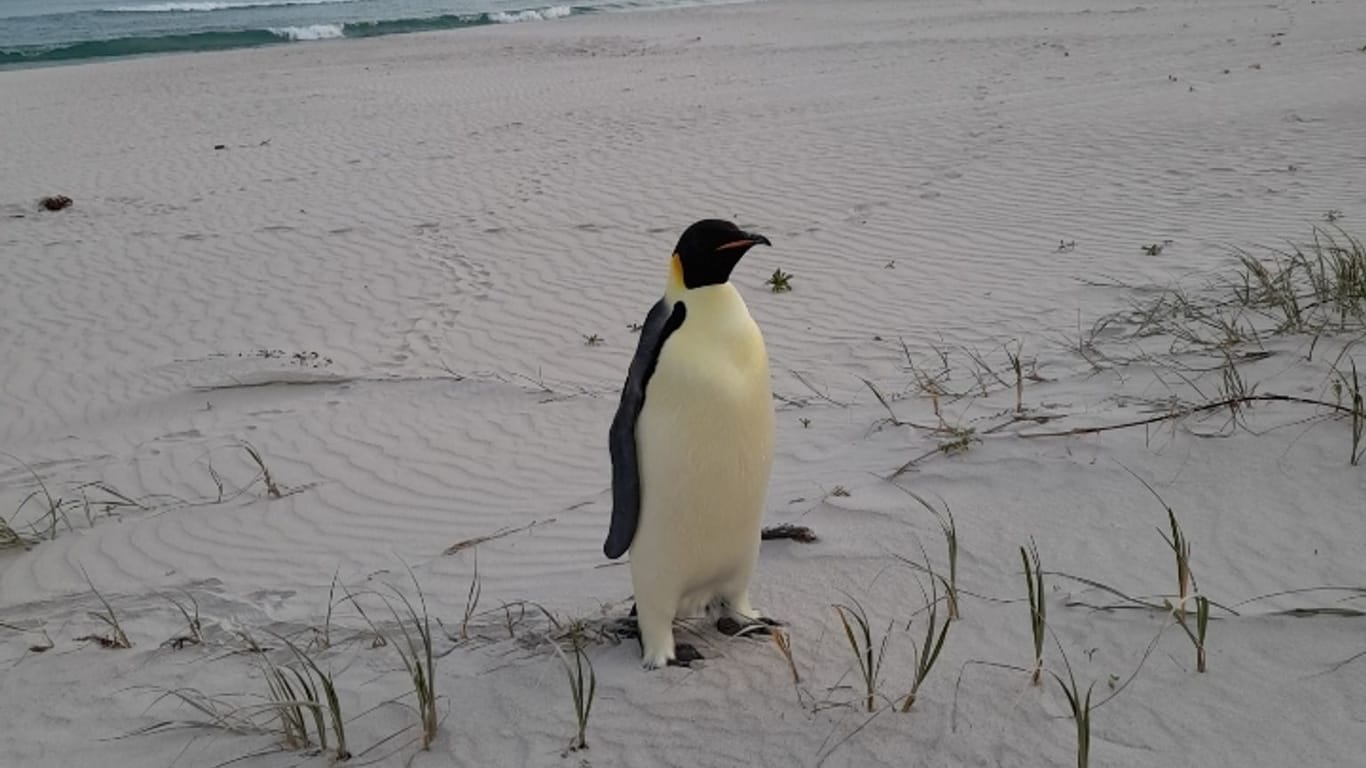 Kaiserpinguin strandet in Australien