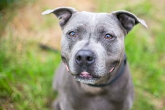 A gray Pit Bull Terrier mixed breed dog with a grin on its face