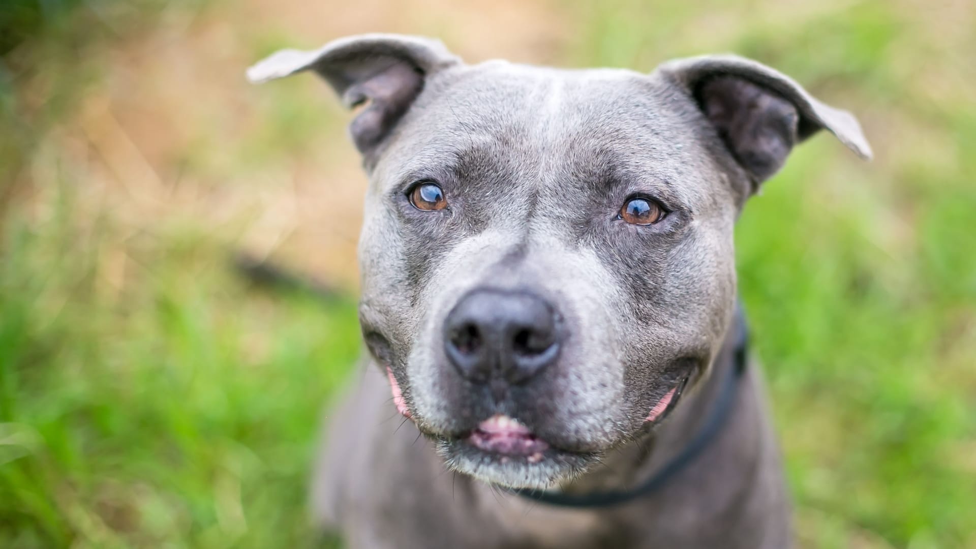 A gray Pit Bull Terrier mixed breed dog with a grin on its face