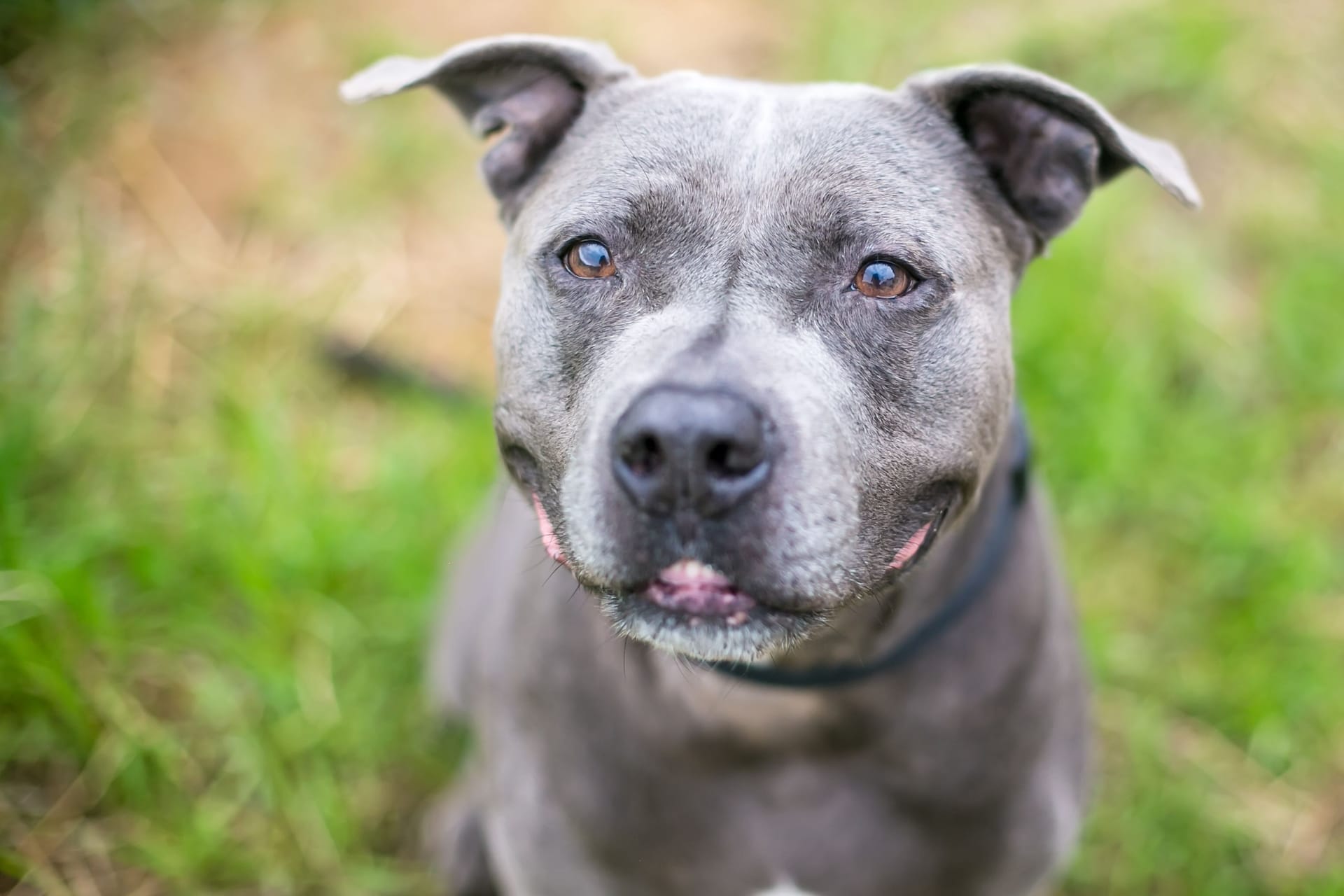 A gray Pit Bull Terrier mixed breed dog with a grin on its face