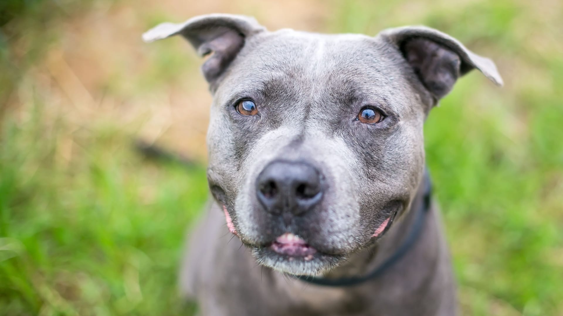 A gray Pit Bull Terrier mixed breed dog with a grin on its face