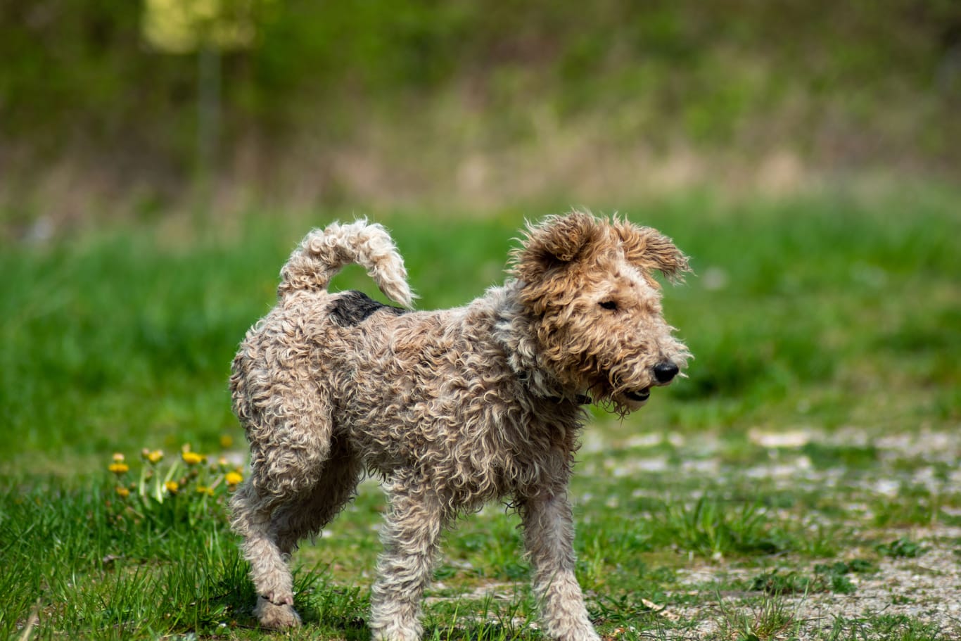 Fox terrier dog just got out of the mud running in the field