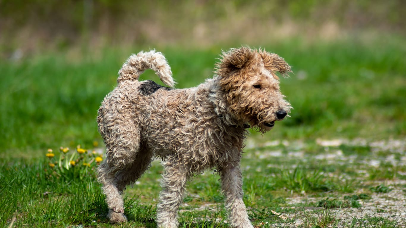 Fox terrier dog just got out of the mud running in the field