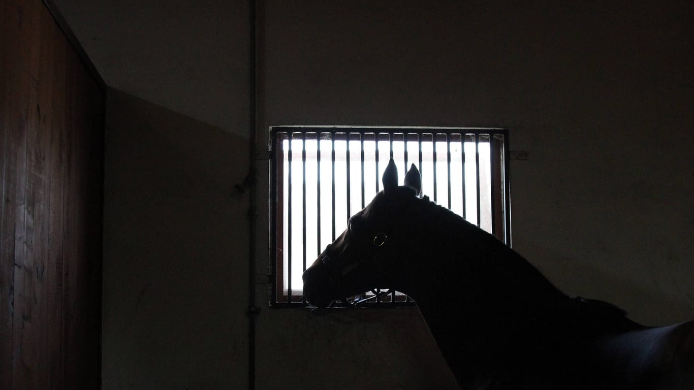 Ein Pferd in einem Stall (Symbolbild): Ein Halter aus Monschau steht wegen Tierquälerei vor Gericht.