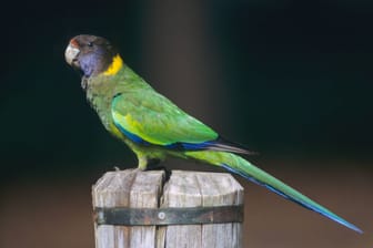 Ein Ringsittich sitzt auf einem Holzpfahl (Symbolbild): Der Tierschutz Braunschweig tut sich mit der Vermittlung eines solchen Vogels schwer.