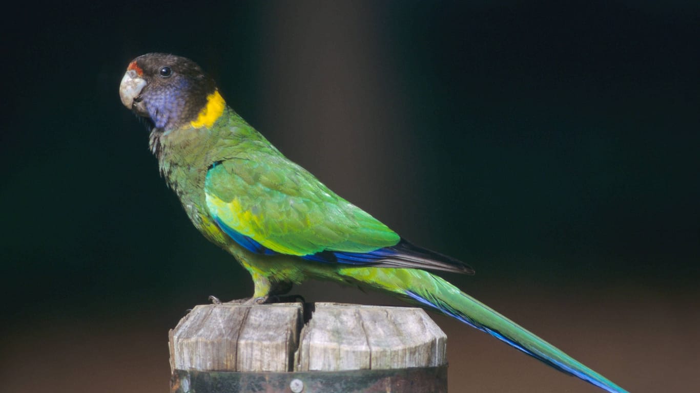 Ein Ringsittich sitzt auf einem Holzpfahl (Symbolbild): Der Tierschutz Braunschweig tut sich mit der Vermittlung eines solchen Vogels schwer.