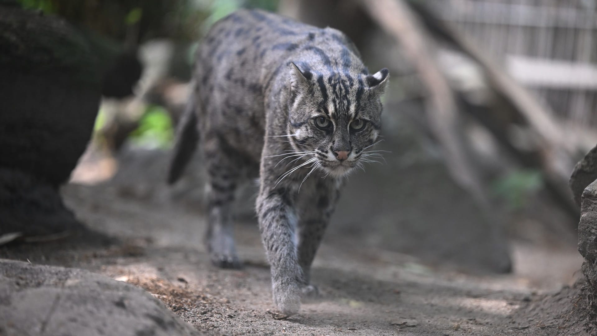 Die 14-jährige Kumi ist neu im Nürnberger Tiergarten: In Duisburg zog sie bereits siebenmal erfolgreich Nachwuchs auf.