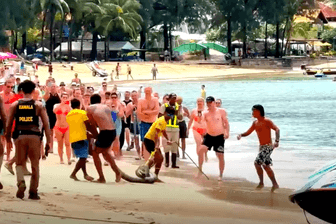 Eine riesige Phyton vertrieb Urlauber aus dem Wasser.