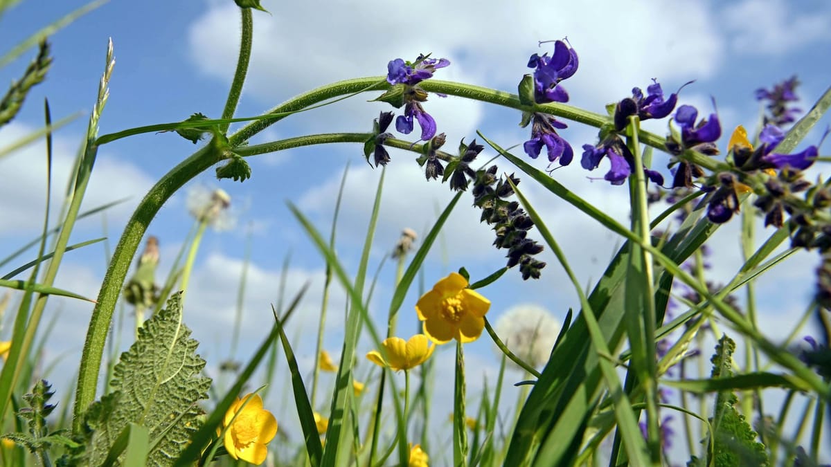 deutschland-wegen-zu-wenig-naturschutz-f-r-wiesen-verurteilt