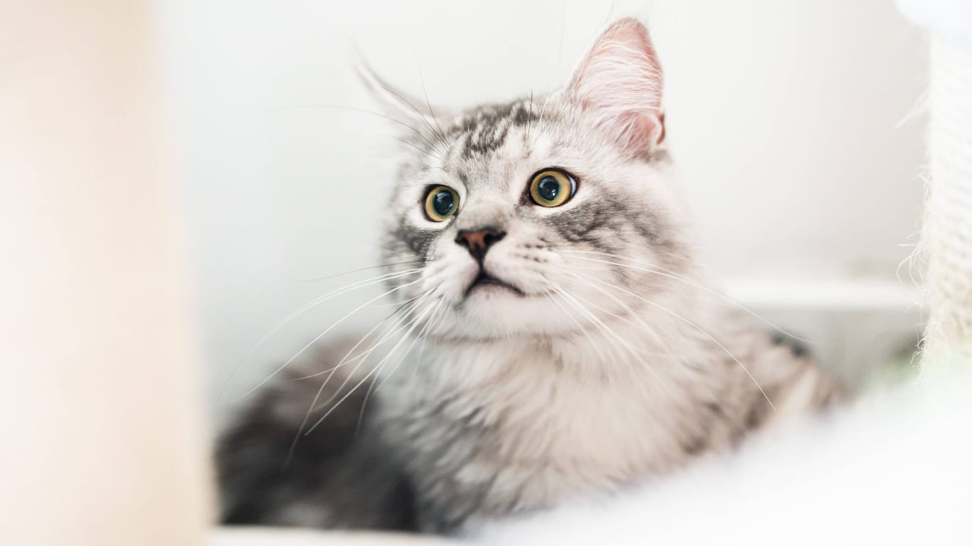 Kater in einem Wohnzimmer. (Symbolfoto)