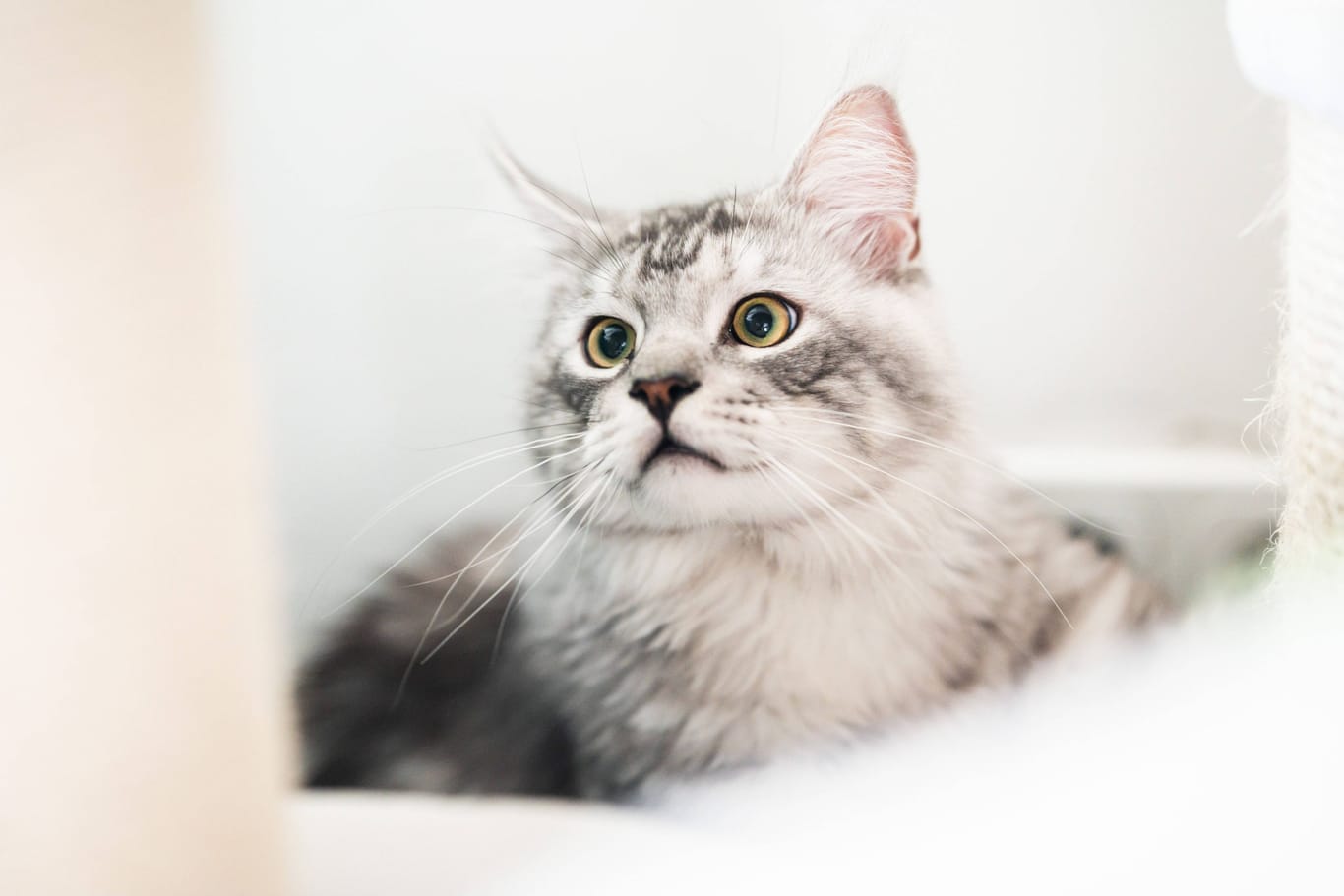 Kater in einem Wohnzimmer. (Symbolfoto)