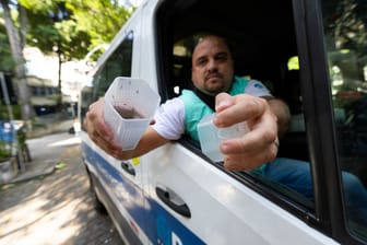 Mit modifizierten Mücken im Kampf gegen Dengue in Brasilien