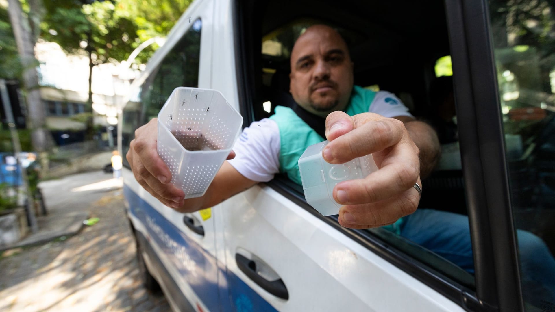 Mit modifizierten Mücken im Kampf gegen Dengue in Brasilien