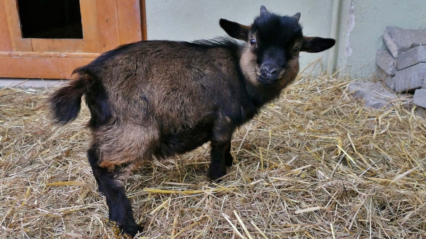 Der kleine "Ronaldo" will einfach nur Ziege sein – und sucht nach einem liebevollen Zuhause.