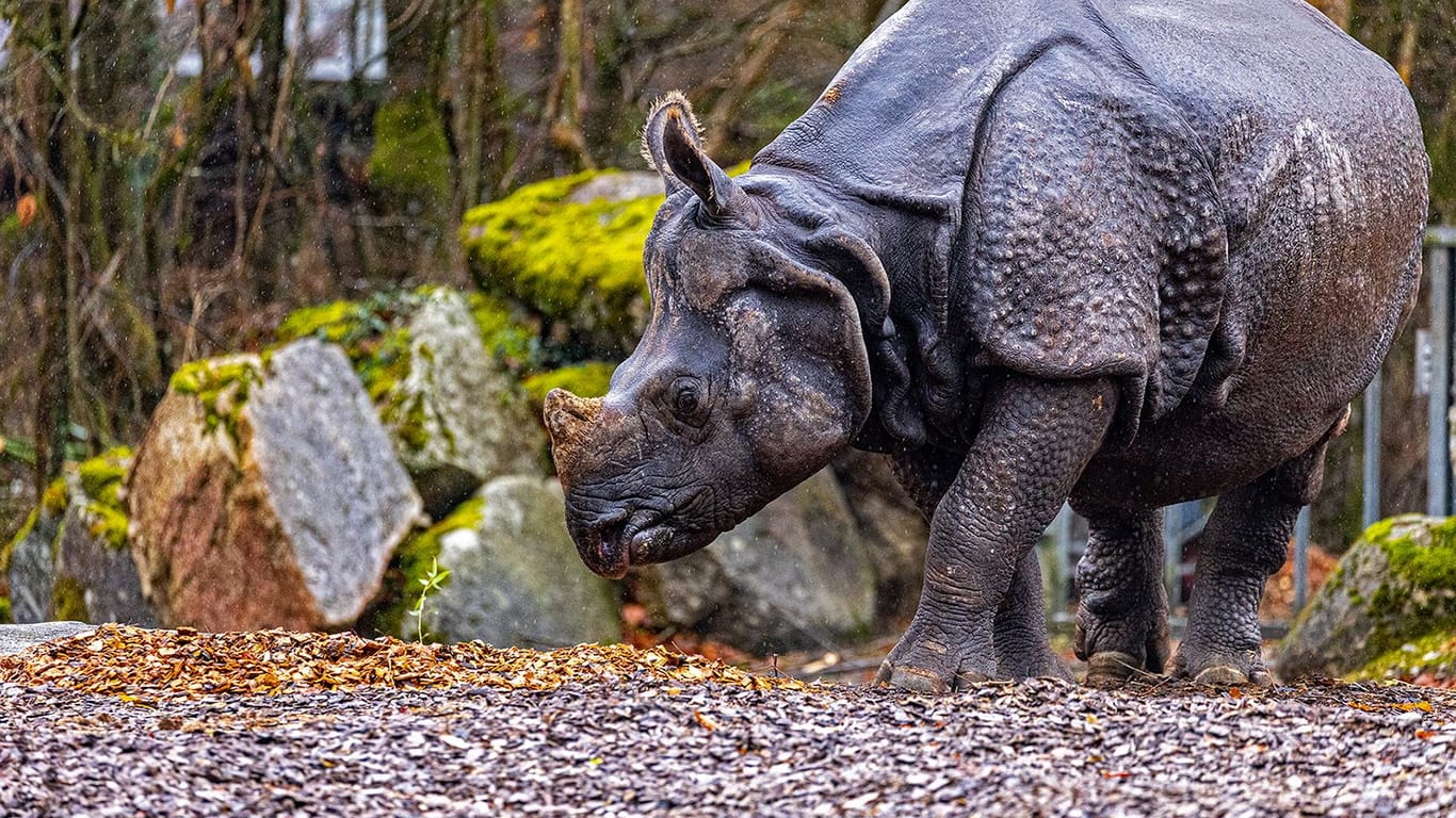 Panzernashorn Rapti starb am Donnerstag im Alter von 35 Jahren.