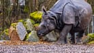 Panzernashorn Rapti starb am Donnerstag im Alter von 35 Jahren.