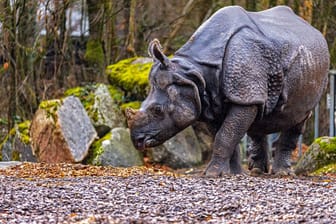 Panzernashorn Rapti starb am Donnerstag im Alter von 35 Jahren.