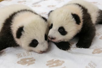 Panda-Zwillinge im Berliner Zoo