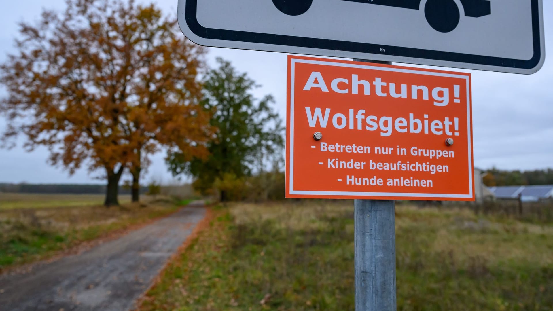 Wölfe in Deutschland