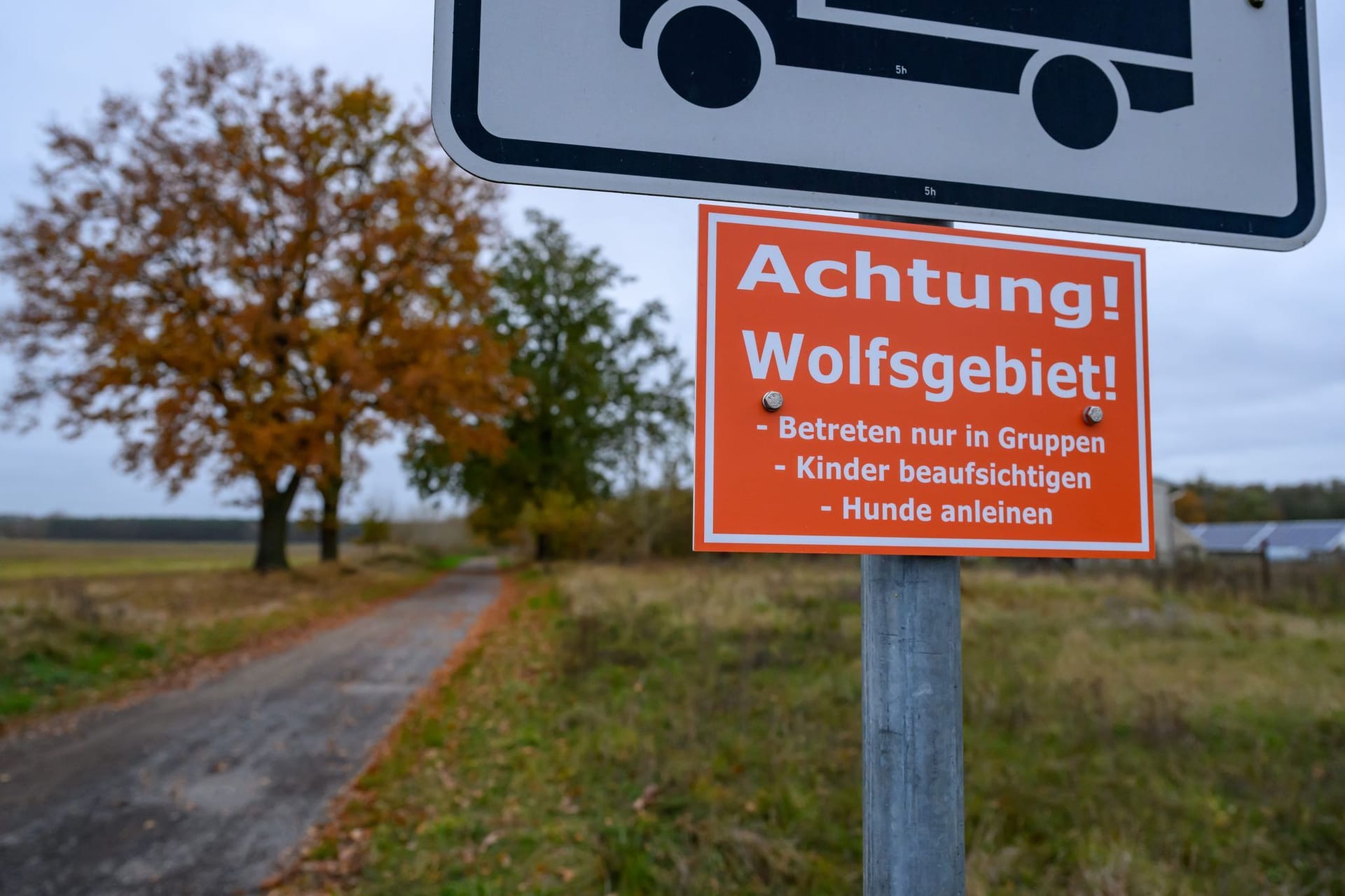 Wölfe in Deutschland