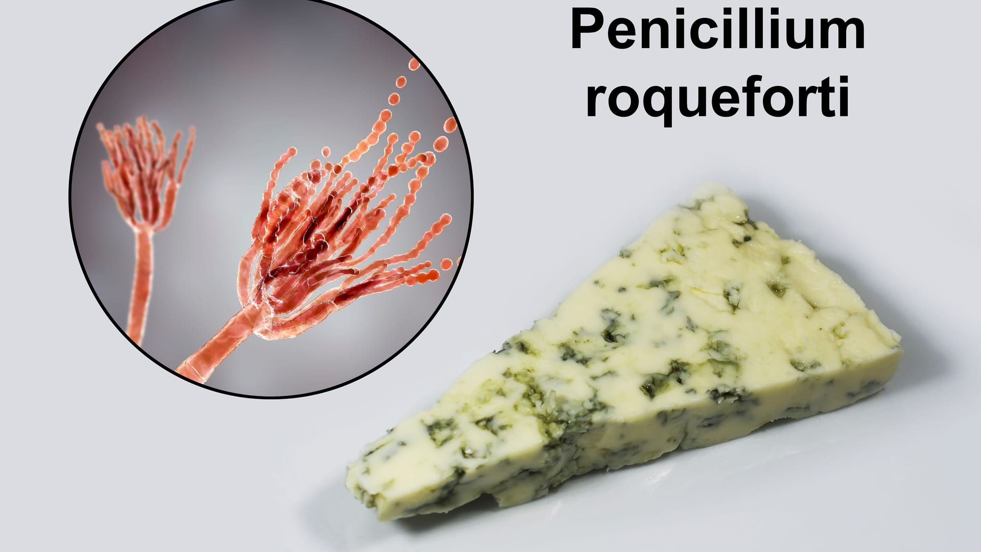 Roquefort cheese and fungi Penicillium roqueforti, used in its production