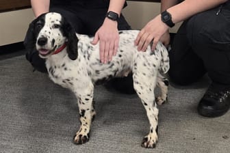 Cocker Spaniel Daisy kehrt heim