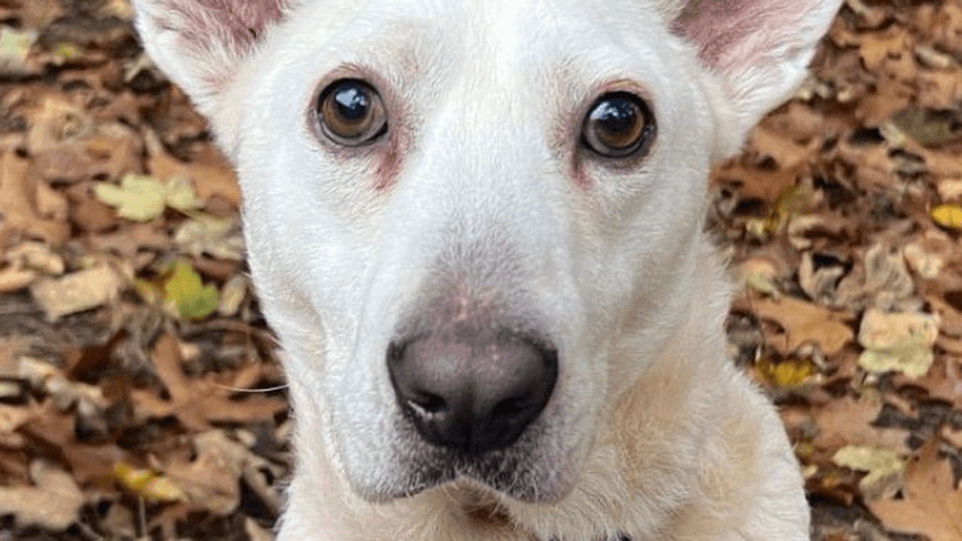 Hundeblick: Tommy kennt noch nicht viel von der Welt.