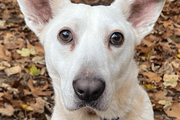 Hundeblick: Tommy kennt noch nicht viel von der Welt.