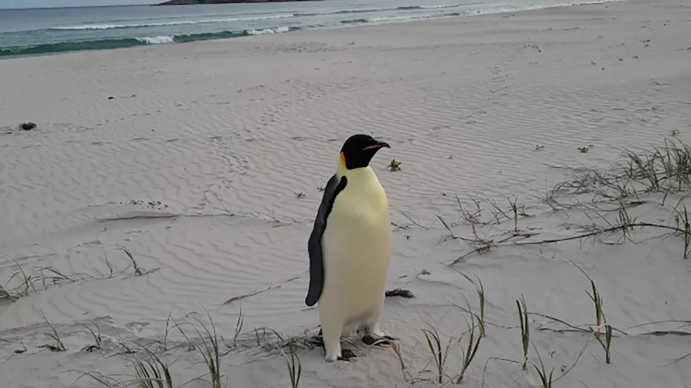 Der Penguin steht an der westaustralischen Küste.