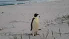 Der Penguin steht an der westaustralischen Küste.