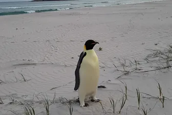 Der Penguin steht an der westaustralischen Küste.