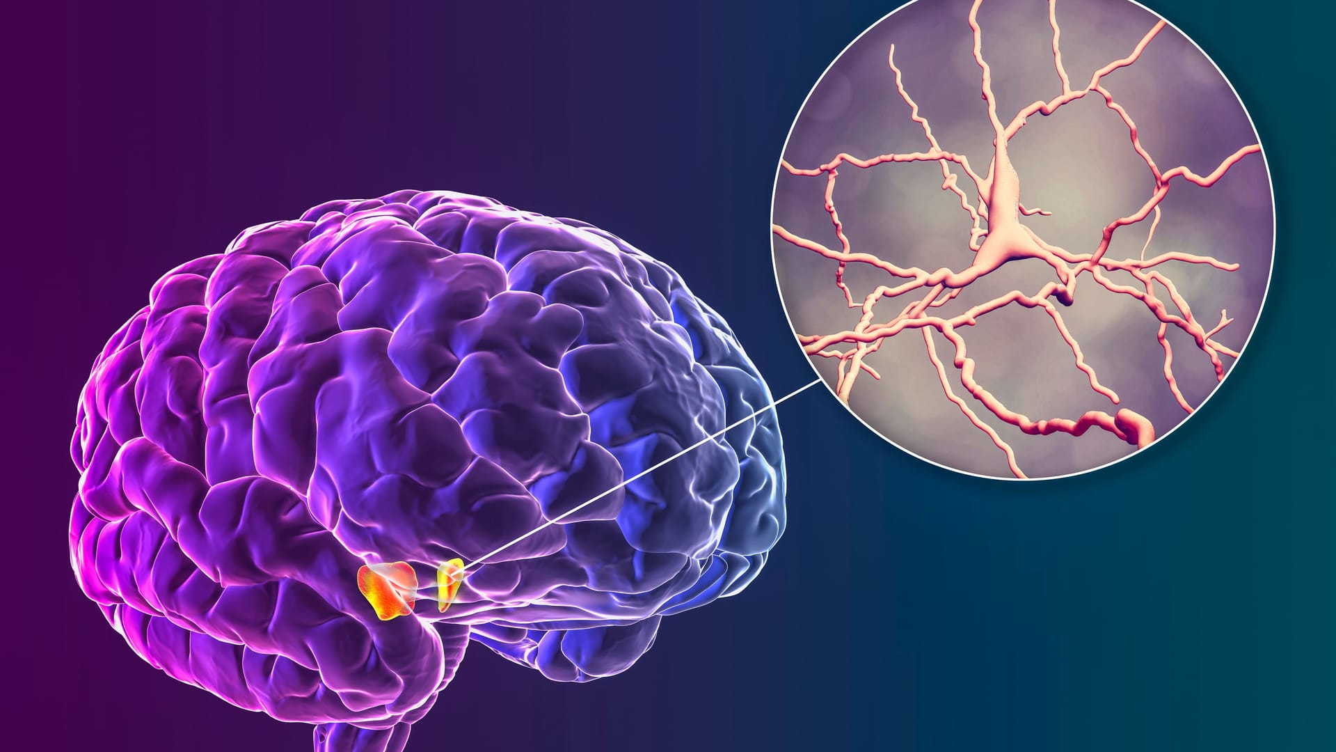 Substantia nigra of the midbrain and its dopaminergic neurons, 3D illustration